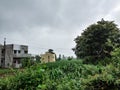 Stock photo of beautiful grown sugar cane crops in Indian farmland surrounded by green trees and plants. newly build two house