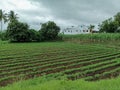 Stock photo of beautiful grown sugar cane crops in Indian farmland surrounded by green trees and plants. newly build two house