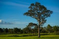 Stock Photo - Big tree grow on rice field Royalty Free Stock Photo