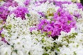 Stock Photo:bougainvillea pink flowers