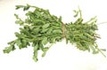 Stock Photo - Brahmi or bacopa monieri leaves close up image, highly beneficial for memory improvement