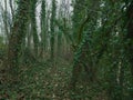 The Beauty of Tenacity: Common Ivy in the Forest