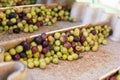 Stock photo of a conveyor belt with olives. Machinery of the olive oil extraction process