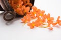 Stock photo of crossandra flowers also known as Aboli flowers in India