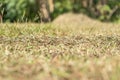 Stock photo dead plants and grass due to summer drought 1 Royalty Free Stock Photo