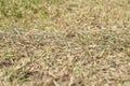 Stock photo dead plants and grass due to summer drought 2 Royalty Free Stock Photo