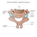 Stock photo depicts a detailed medical image of the sixth cervical vertebra of the cervical spine