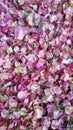 Dry petals of bougainvillea flowers. Royalty Free Stock Photo