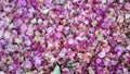 Dry petals of bougainvillea flowers. Royalty Free Stock Photo