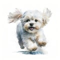 A Delightful Maltese Puppy Watercolor Style, Isolated on White background - Generative AI