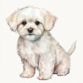 Cotton Ball Pup: Maltese Dog in a Soft Watercolor Style, Isolated on White background - Generative AI