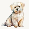 Charming Cute Maltese Puppy, Watercolor, Isolated on White background - Generative AI