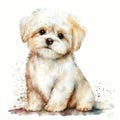 Watercolor Wonder: Adorable Maltese Puppy, Watercolor, Isolated on White background - Generative AI