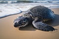 Leatherback Sea Turtle