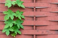 Stock photo fresh spring green plant over fence background