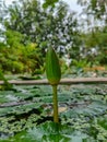 A green color emergent pond plant lotus bud in early puberty isolated on blurred background. captured during bright day. Royalty Free Stock Photo