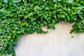 Stock photo the green creeper plant on cement wall Royalty Free Stock Photo