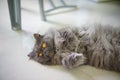 Stock Photo - Grey Kitty Sleep