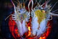 Stock Photo - Grilled prawn on stove