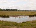 Stock Photo - a group of birds goose canadian and bean resting i Royalty Free Stock Photo