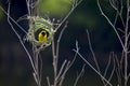 Stock Photo - Image of bird nest and Asian golden weaver.