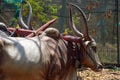 Stock photo of Indian breed bull with long horn statue or idol tied to the bull cart in the museum, It`s represent Indian
