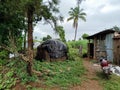 Stock photo Indian sugarcane farmland surrounded with green trees and plants.haystack or dry grass cover with black color plastic