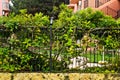 Stock photo of iron fence Royalty Free Stock Photo