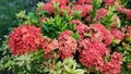 Ixora Chinensis or West Indian Jasmine or Ixora flower or Jungle geranium with fresh green leaves in the garden. Royalty Free Stock Photo