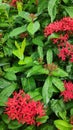 Ixora Chinensis or West Indian Jasmine or Ixora flower or Jungle geranium with fresh green leaves in the garden. Royalty Free Stock Photo