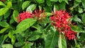 Ixora Chinensis or West Indian Jasmine or Ixora flower or Jungle geranium with fresh green leaves in the garden. Royalty Free Stock Photo