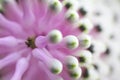 Stock Photo:Laeliocattleya orchid hybrid