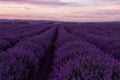 Stock Photo: Lavender fields. Beautiful image of lavender field. Summer sunset landscape, contrasting colors. Dark clouds