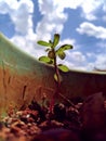 Stock photo of little young bud growing in the soil under bright sunlight. green color plastic flowerpot and blue sky with clouds Royalty Free Stock Photo