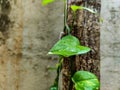 Stock photo of money plant leaves it is also known as Epipremnum Aureum plant or devils ivy. water droplet falling form leaf, Royalty Free Stock Photo