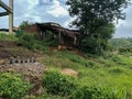 Stock photo of old style red brick house with cement roofing sheet on roof top ,small shelter in front of house. green trees, Royalty Free Stock Photo