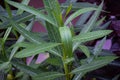 Stock photo of a oleander flower plant water drops on on the leaves in the rainy season at kolhapur city Maharashtra India. Royalty Free Stock Photo