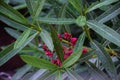 Stock photo of a oleander flower plant water drops on on the leaves in the rainy season at kolhapur city Maharashtra India. Royalty Free Stock Photo