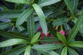 Stock photo of a oleander flower plant water drops on on the leaves in the rainy season at kolhapur city Maharashtra India. Royalty Free Stock Photo