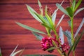 Stock photo of a oleander flower plant water drops on on the leaves in the rainy season at kolhapur city Maharashtra India. Royalty Free Stock Photo