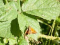 Stock Photo - orange resting butterfly Large Skipper upperwing Royalty Free Stock Photo