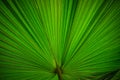 Stock Photo - Palm leaf