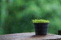 Stock Photo - Plant in pot on shelf and blur background