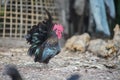 Portrait a black fowl chicken Royalty Free Stock Photo