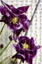 Stock Photo of Purple Columbine