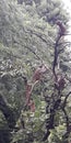 Stock photo of rhesus monkeys sitting on the branches of a tree and a baby monkey climbing the stem