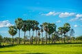 Row of sugar palm tree in the rice field Royalty Free Stock Photo