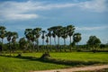 Stock Photo - Row of sugar palm tree in the rice field Royalty Free Stock Photo