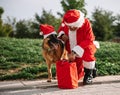 Stock photo of Santa Claus without beard playing with a German shepherd dog who is pulling him out of the gift bag. Christmas time Royalty Free Stock Photo