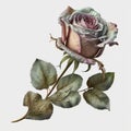 Soft and Sweet Shabby Chic Roses